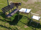 Akita-Inu