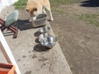 Akita-Inu