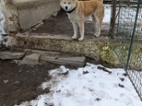 Akita-Inu
