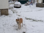 Akita-Inu