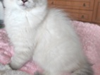 Ragdoll kocourek