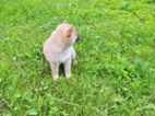 Shiba inu s rodokmenem