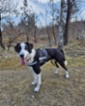Border kolie