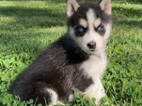 Čistokrevná sibiřského huskyho štěňátka