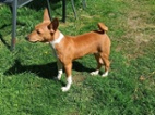 Basenji - pejsci bez pp