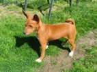 Basenji - pejsci bez pp