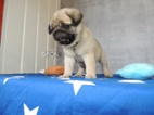 MOPS s PP.FCI.