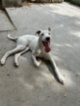 Anglický chrt (Greyhound)