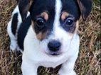 Jack Russell teriér, vymazala štěňátka