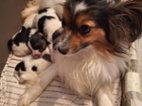 Papillon