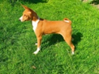 Basenji - pejsci bez pp