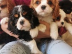 Cavalier King Charles španěl
