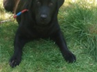 Labrador s PP, nádherná tři štěňátka