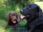 Labrador s PP, nádherná tři štěňátka