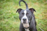 Americký pitbulteriér