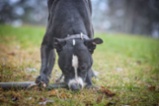 Americký pitbulteriér