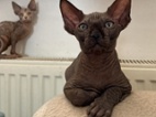 SPHYNX koťátko bez PP