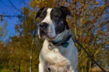 Americký pitbulteriér