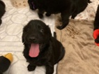 Štěňátka Flat Coated Retriever s PP