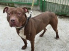 Americký pitbulteriér