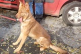 Pes z útulku