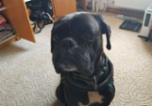 Německý boxer