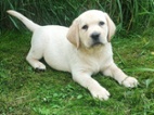 Labrador s PP, nádherná štěňátka