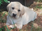 Labrador s PP, nádherná štěňátka