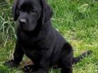Labrador s PP, nádherná štěňátka