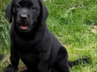 Labrador s PP, nádherná štěňátka