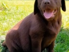 Labrador s PP, nádherná štěňátka