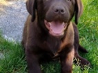 Labrador s PP, nádherná štěňátka