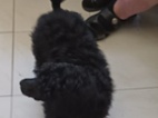 Pudl černý stř. s PP