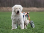 Komondor