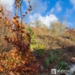 Prodej pozemku 680 k rekreační výstavbě, Letovice