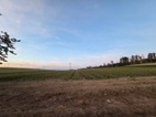 Český česnek