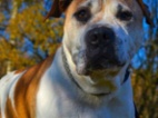 Americký pitbulteriér