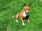Basenji - pejsci bez pp
