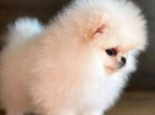 Prodáme krásná štěňata pomeraniana