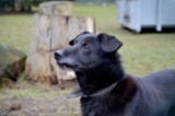 Labradorský retrívr