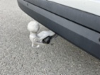 Škoda Kodiaq, 2.0TDi 4x4 142kW Selection, SUV,