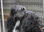 Bearded kolie