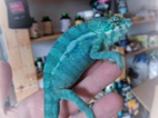 Chameleon pardálí