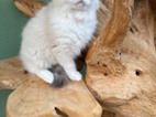 Ragdoll koťátka