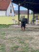 Rotvajler