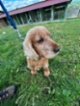 Anglický kokršpaněl