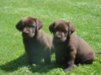 Labrador