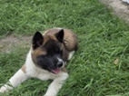 Americká akita