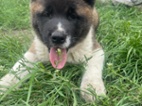 Americká akita