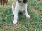 Americká akita
